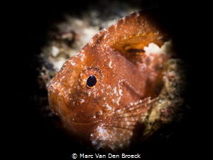 black sheet by Marc Van Den Broeck 